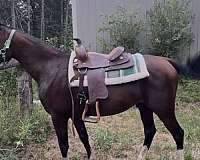 star-4-white-socks-horse