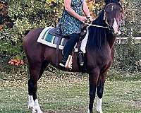 bay-star-4-white-socks-horse