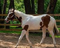 diy-paint-horse