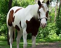diy-horse