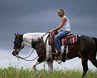 husband-safe-paint-horse