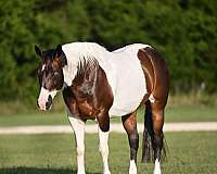 flashy-paint-horse