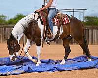 performance-paint-horse
