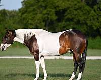 all-around-paint-horse