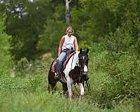 ranch-paint-horse