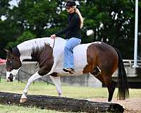 ranch-versatility-paint-horse