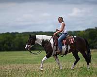 ranch-work-paint-horse