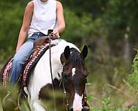 reining-paint-horse