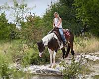 roping-paint-horse