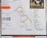show-paint-horse
