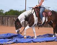 trail-paint-horse