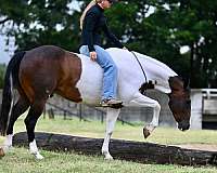 trail-riding-paint-horse