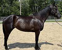 black-morgan-mare