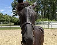15-hand-morgan-mare