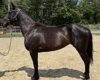 black-mare-for-sale