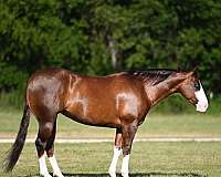 all-around-quarter-horse