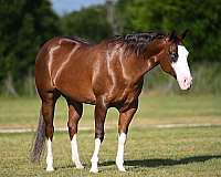 athletic-quarter-horse