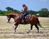 flashy-quarter-horse