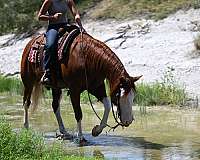 performance-quarter-horse
