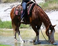 ranch-quarter-horse