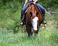 ranch-versatility-quarter-horse