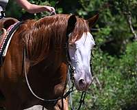 ranch-work-quarter-horse