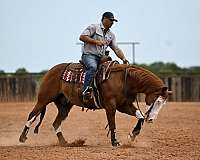 roping-quarter-horse