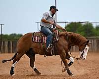 show-quarter-horse