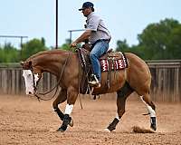 trail-quarter-horse