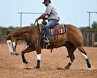 western-riding-quarter-horse