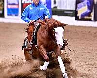 working-cattle-quarter-horse