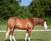 all-around-quarter-horse