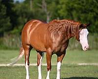 athletic-quarter-horse