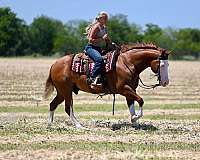 beginner-quarter-horse