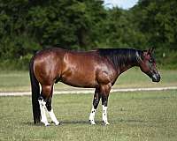 all-around-paint-horse