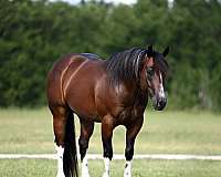 athletic-paint-horse