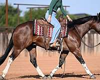 calf-roping-paint-horse