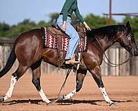 flashy-paint-horse