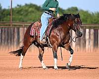 husband-safe-paint-horse