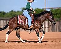 performance-paint-horse