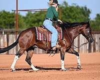 ranch-paint-horse