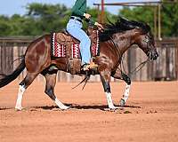 ranch-work-paint-horse