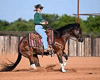 reining-paint-horse