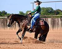 roping-paint-horse