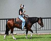 show-paint-horse