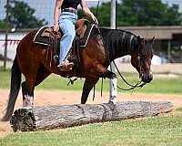 western-riding-paint-horse