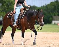 trail-paint-horse
