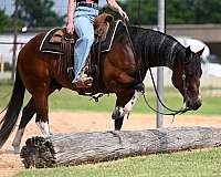 trail-riding-paint-horse