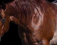 athletic-quarter-horse