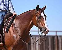 flashy-quarter-horse